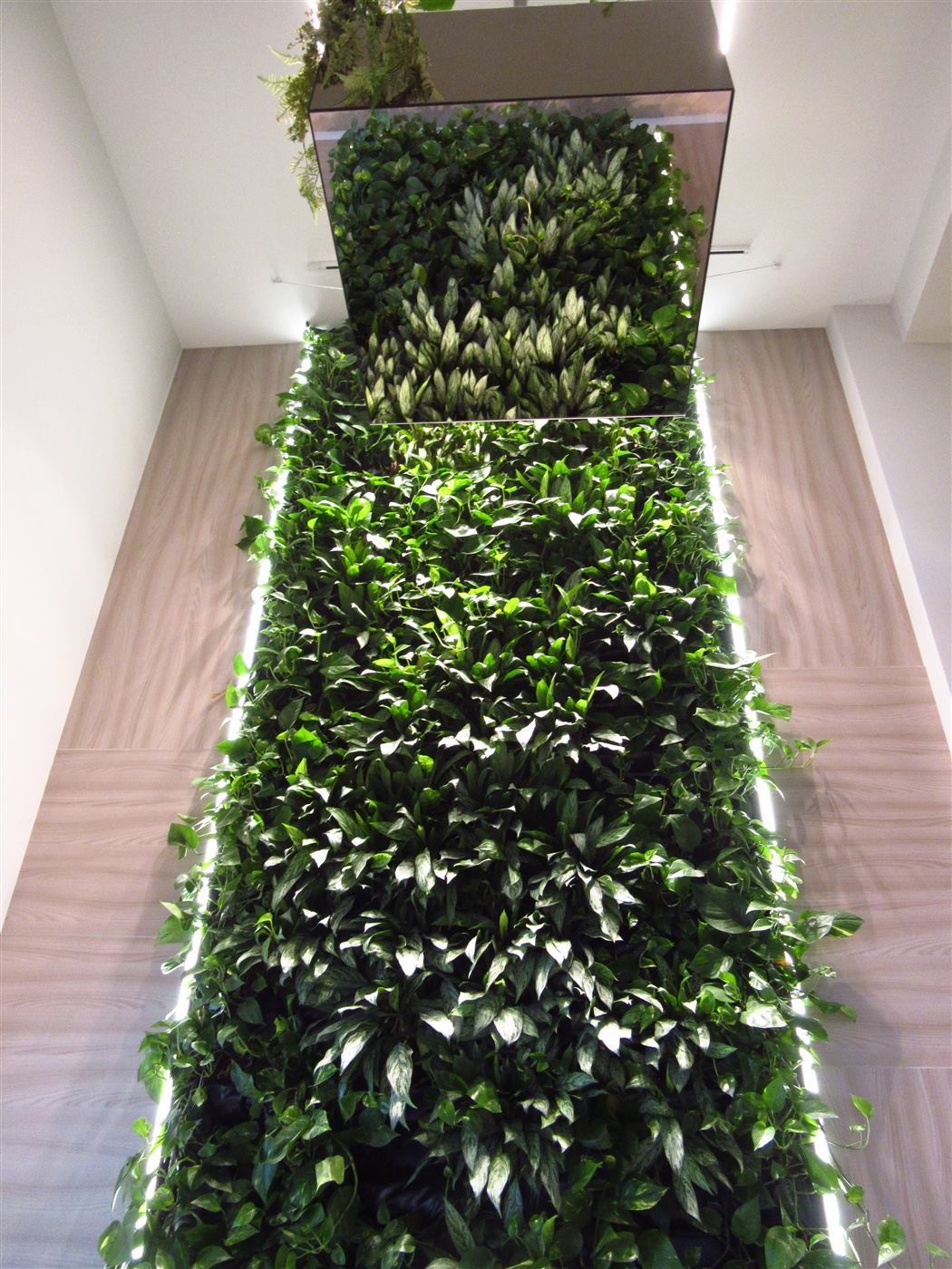 Perete vegetal cu plante naturale pe toată înălțimea unui hol